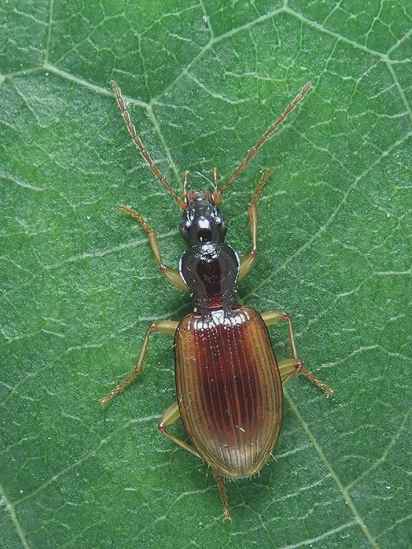 Carabidae: Oxypselaphus obscurus